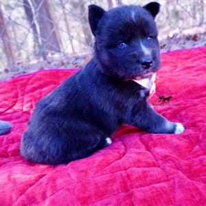 Black/white Husky