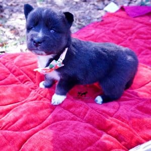 Black/white Husky