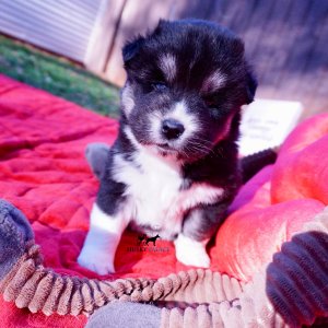 Black/white huskies