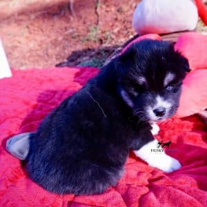 Black/white huskies