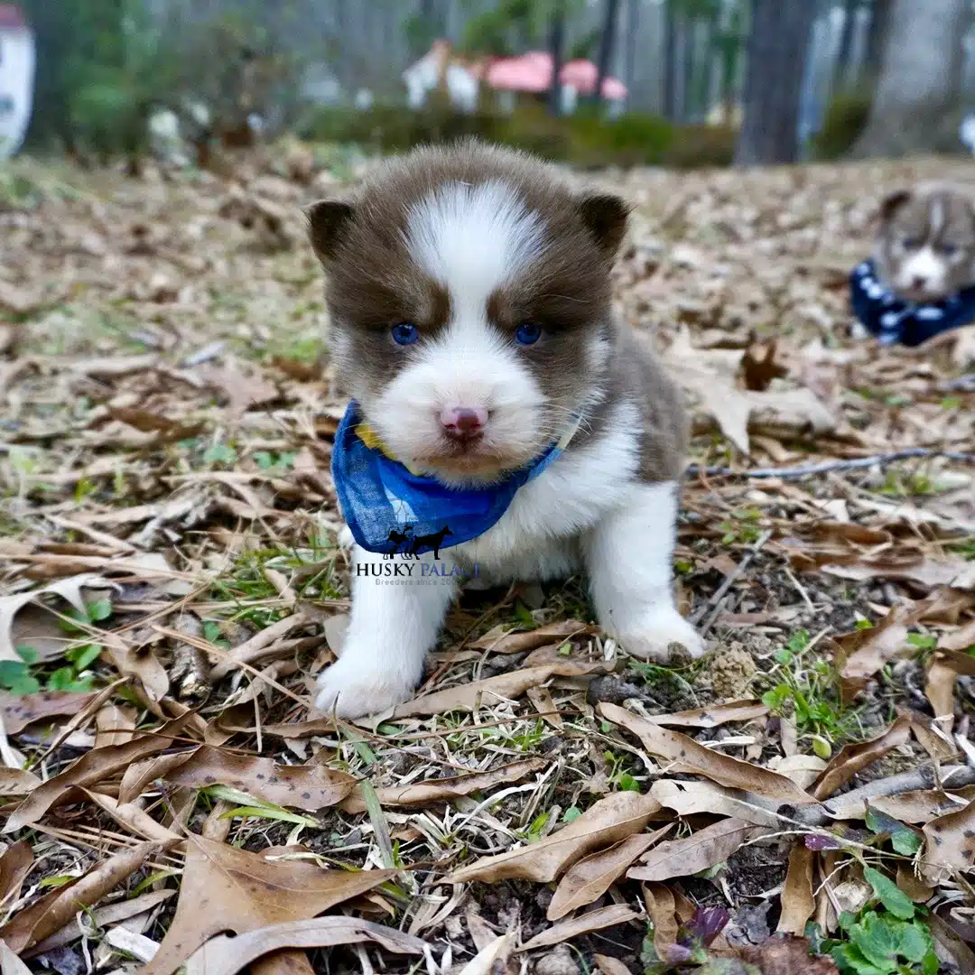 Siberian husky in usa