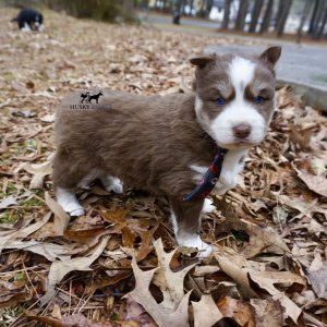 Blue Eyes Huskies