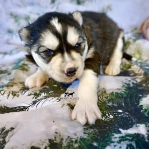 husky pups