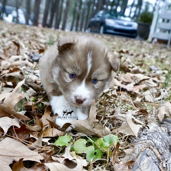 Siberian husky in usa