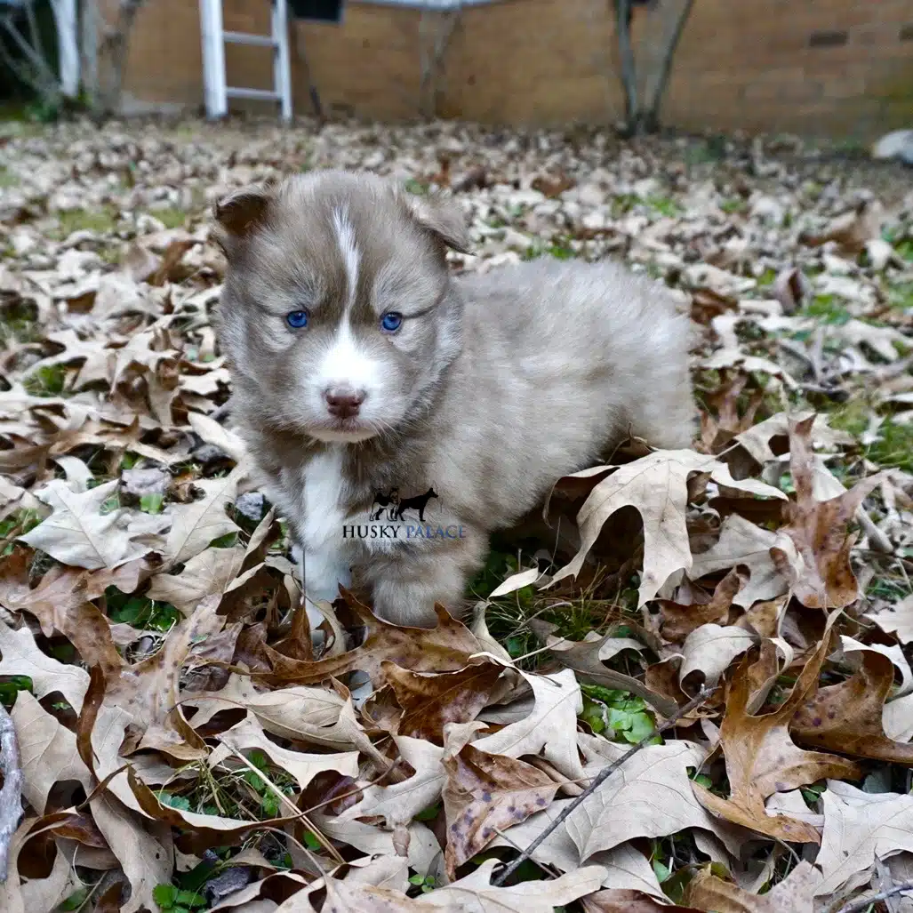 Siberian husky in usa