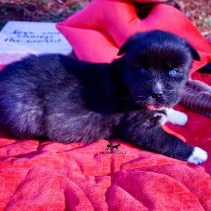 Agouti Siberian Husky