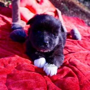 Agouti Husky Pup