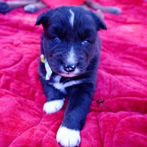 Black Husky Puppy