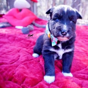 Black Husky Puppy