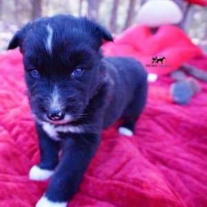 Black Husky Puppy