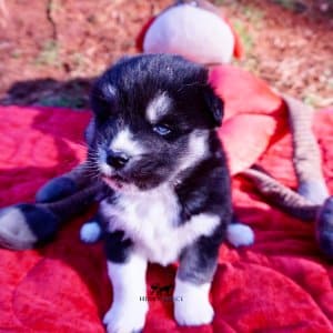 Black/white huskies