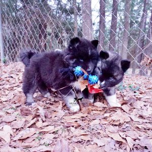 AKC Husky