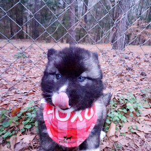 AKC Husky