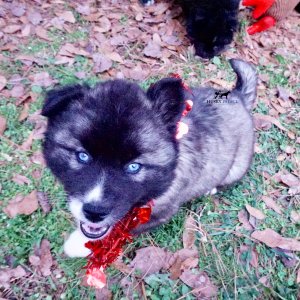 AKC Husky