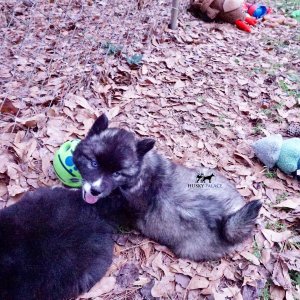 AKC Husky
