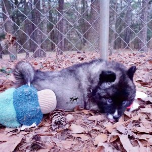 AKC Husky