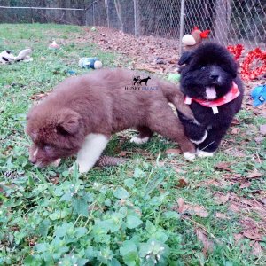 Agouti Siberian Husky