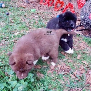Agouti Siberian Husky