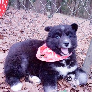 Black Husky Puppy