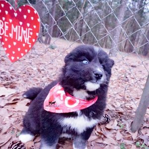 Black Husky Puppy
