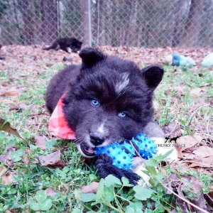 Black Husky Puppy