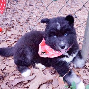 Black Husky Puppy