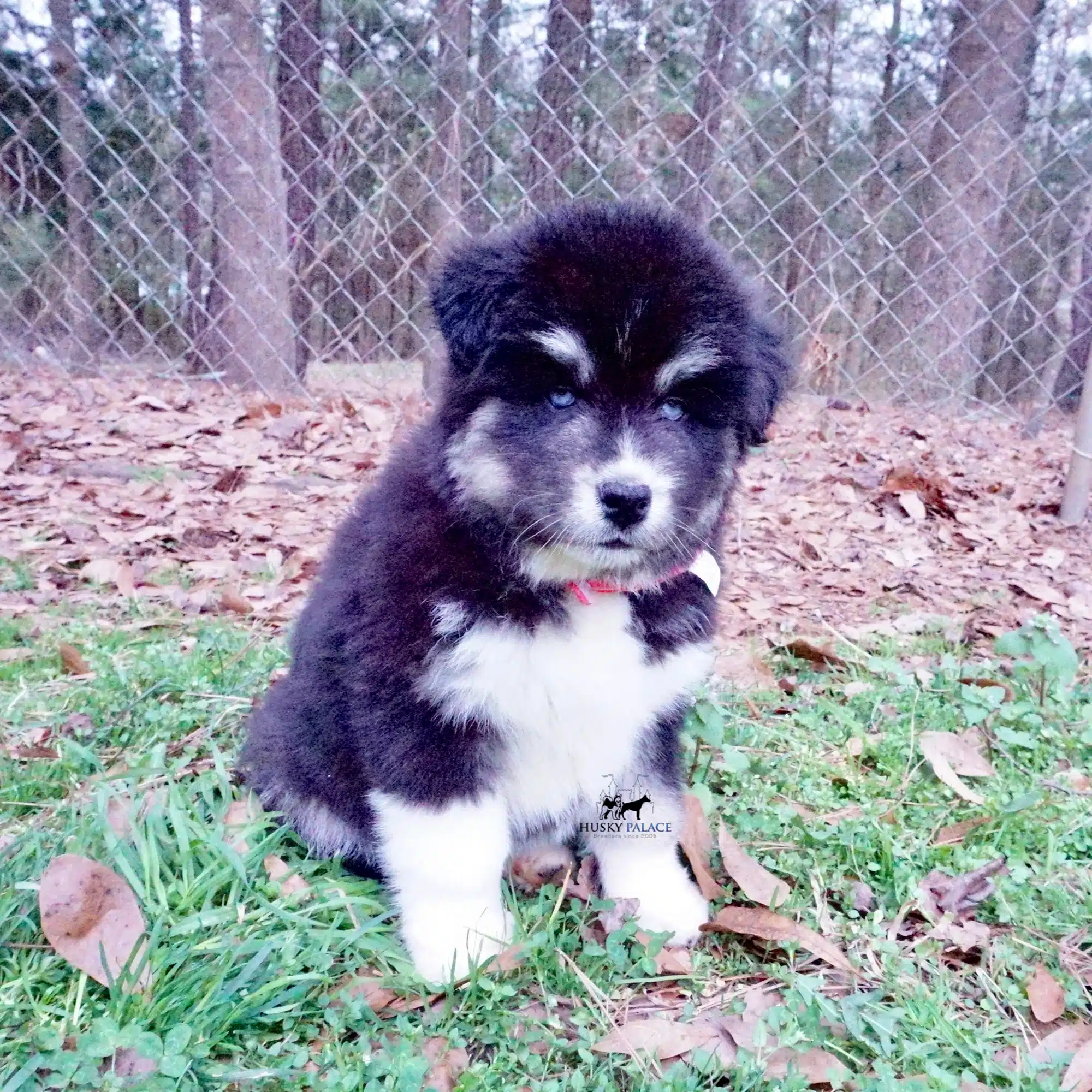 Black:white Huskies