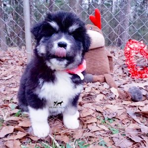 Black:white Huskies