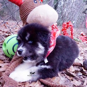 Black:white Huskies