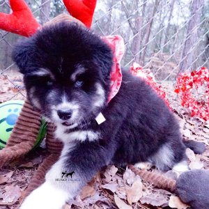 Black:white Huskies