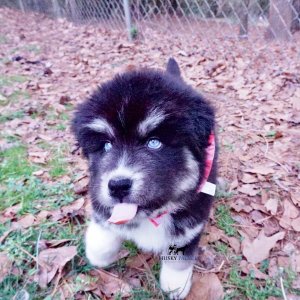 Black:white Huskies