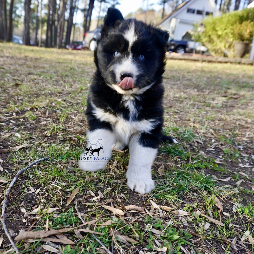 Black/white Husky Puppy