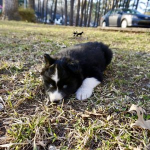 Black/white Husky Puppy