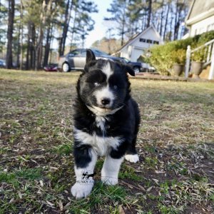 Black/white Husky Puppy