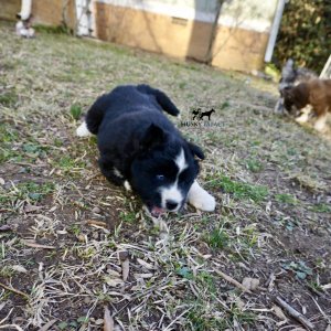 Black/white Husky Puppy