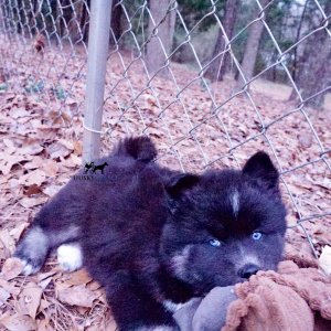 Black/white Husky