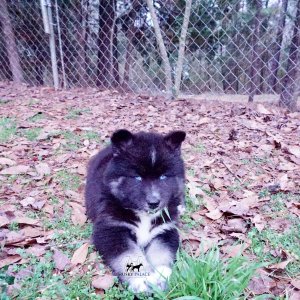 Black/white Husky