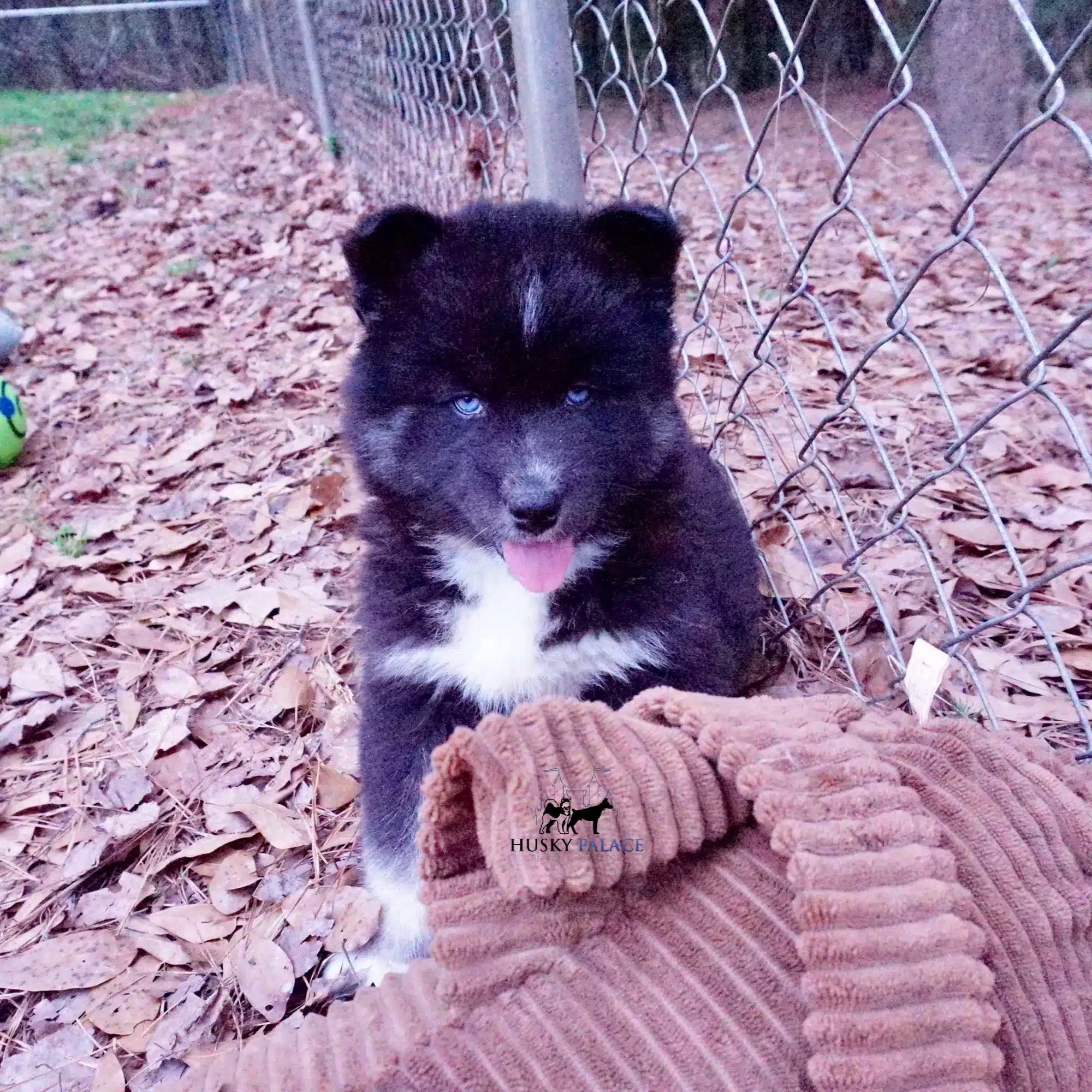 Black/white Husky