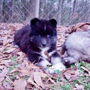 Black/white Husky