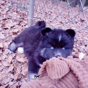 Black/white Husky