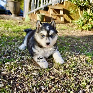 Blue Eyed Huskies
