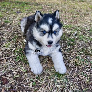 Blue Eyed Huskies