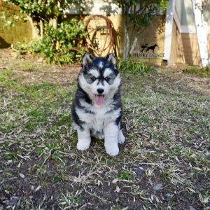 Blue Eyed Huskies
