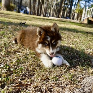 Blue Eyed Husky