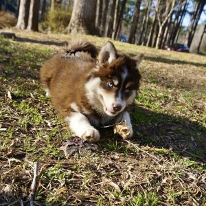 Blue Eyed Husky