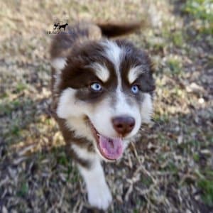 Blue Eyed Husky