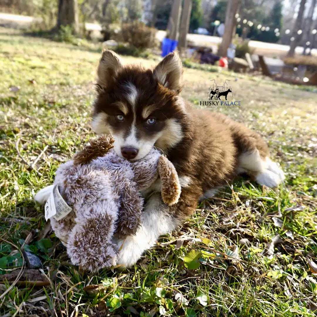 Blue Eyed Husky