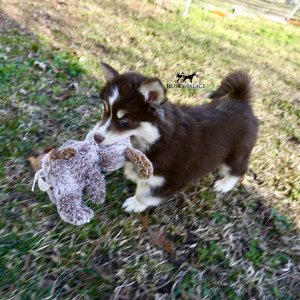 Blue Eyed Husky