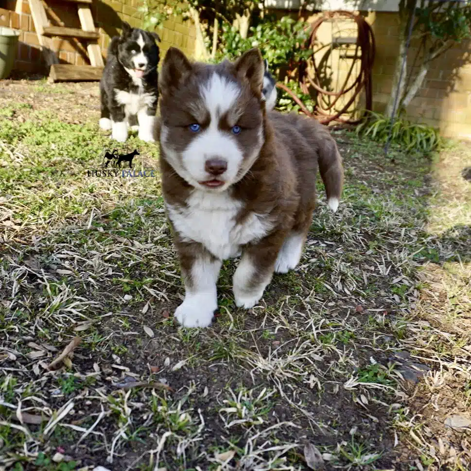 Blue Eyes Huskies