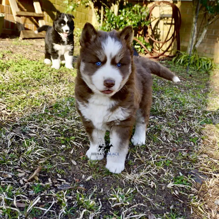 Blue Eyes Huskies